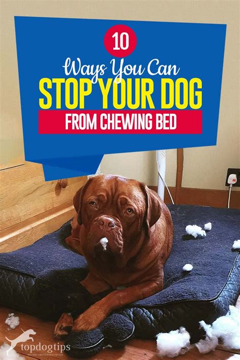 11 Useful Tips How To Stop Dog Chewing Bed